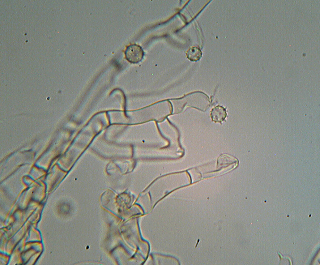 Botryobasidium isabellinum... un 